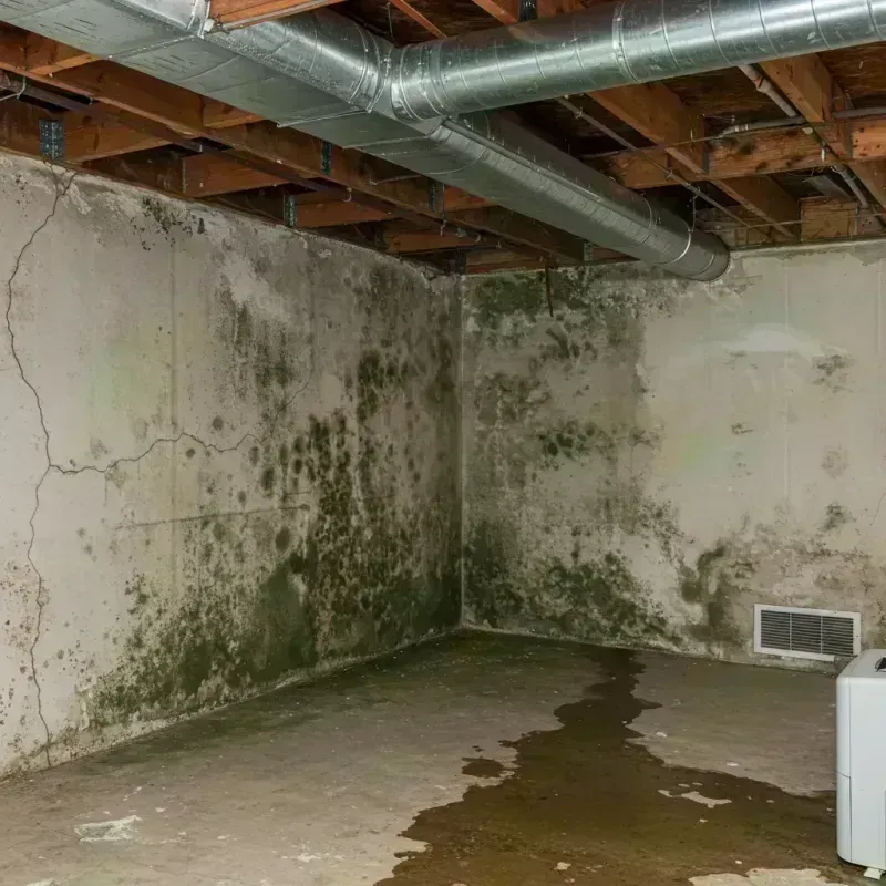 Professional Mold Removal in Mountain Grove, MO